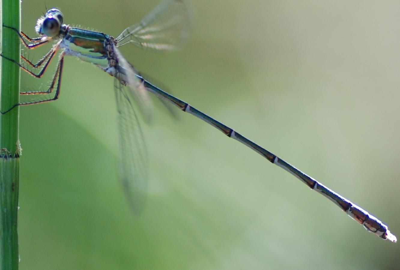 Chalcolestes sp.